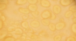 Gold Metallic