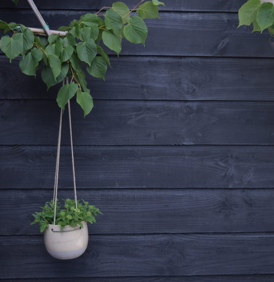 Lacq Douglas Beits Zwart