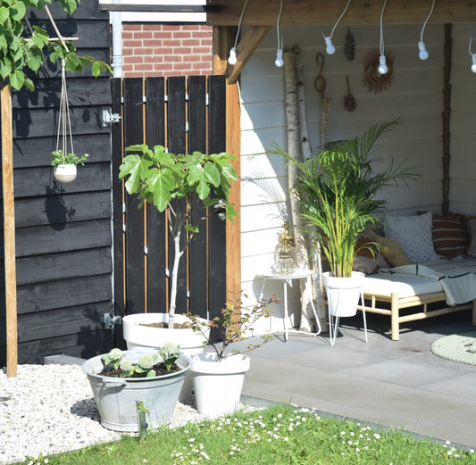 Lacq Douglas Beits Zwart